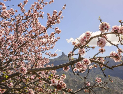 Almond Blossom