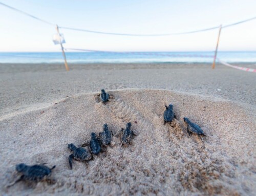 Protection of sea turtles in Türkiye
